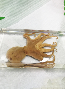 天然真实昆虫包埋标本教学展示动物植物树脂标本透明定制海洋生物
