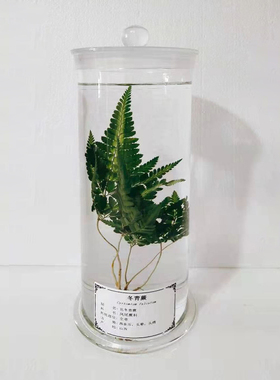 中草药材浸制泡中药植物保色定制海洋藻类标本新鲜瓶装教学展示