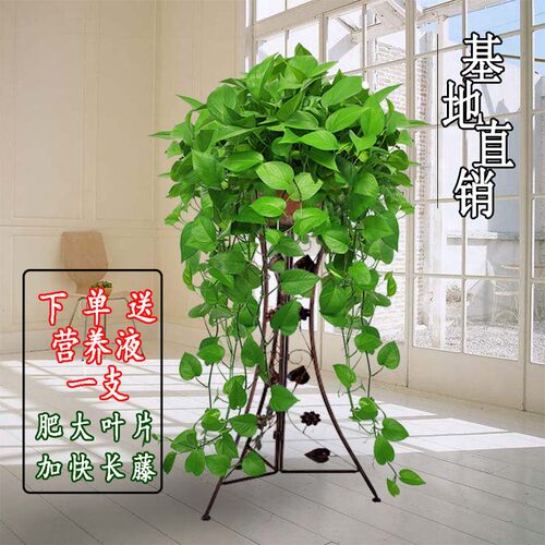 大盆绿萝盆栽室内特大垂吊客厅绿箩长藤款家用除甲醛吊兰新房植物 - 图2