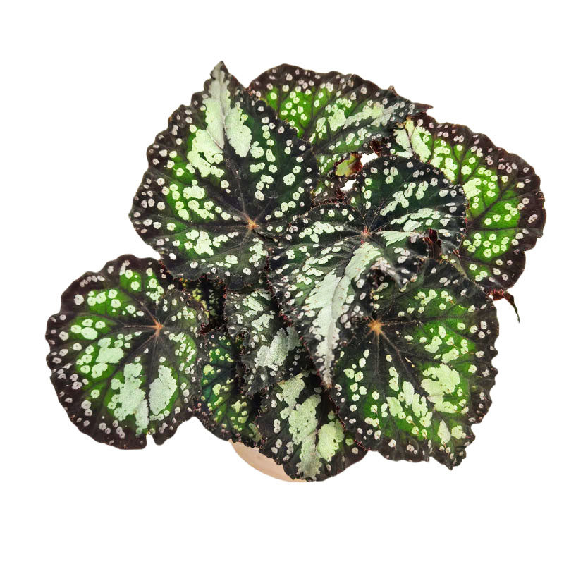 海伦秋海棠盆栽烟火焰火反蓝光彩蜗牛绿植室内阳台观叶植物,淘宝优惠券,粉丝福利购,淘宝优惠卷