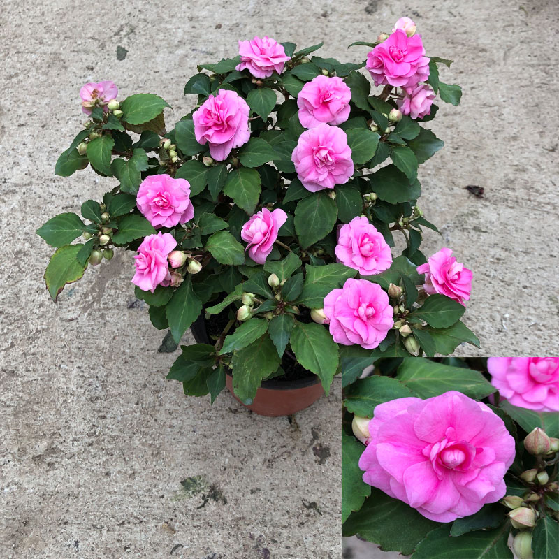 非洲重瓣凤仙花种苗盆栽耐热庭院阳台多年生垂吊易爆植物四季花 玮帆景观花卉 淘优券