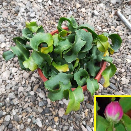 昙花一现鱼骨令箭卷叶昙花盆栽室内阳台庭院植物花卉养易成活植物 - 图1