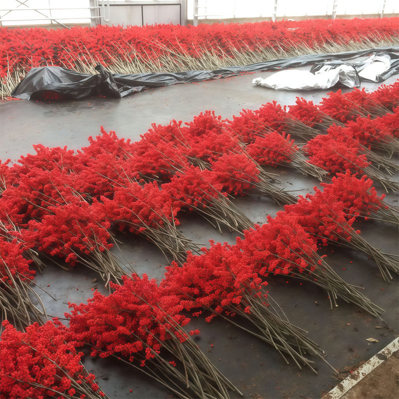 北美冬青鲜花年宵花发财红豆真花水养鲜切枝室内客厅摆放花鲜切花,淘宝优惠券,粉丝福利购,淘宝优惠卷