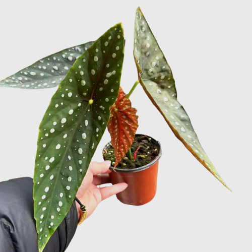 海伦秋海棠盆栽烟火焰火反蓝光彩蜗牛绿植室内阳台观叶植物 - 图1