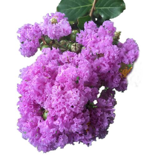 阳台盆栽紫薇花苗满堂红树苗庭院绿化植物痒痒树北方耐寒百日红花 - 图3