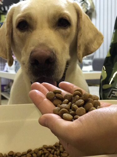 工作犬迷彩三十斤强壮骨增加肌肉丁老师搜救颗粒粮中国动物营养品 - 图1