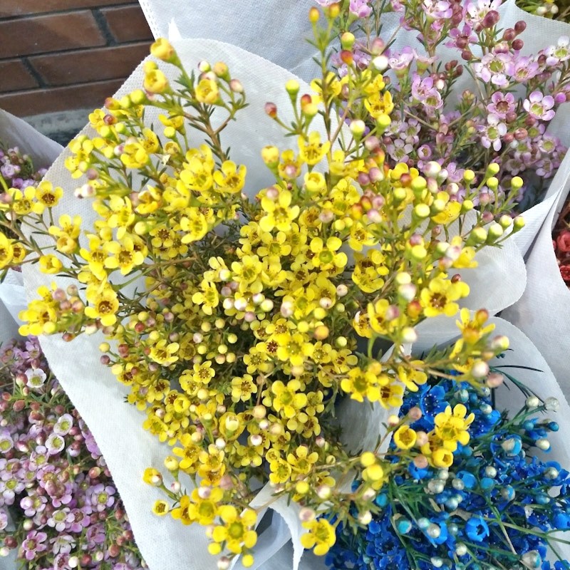 蜡花图片大全,花图片大全鲜花,花图片大全_大山谷图库
