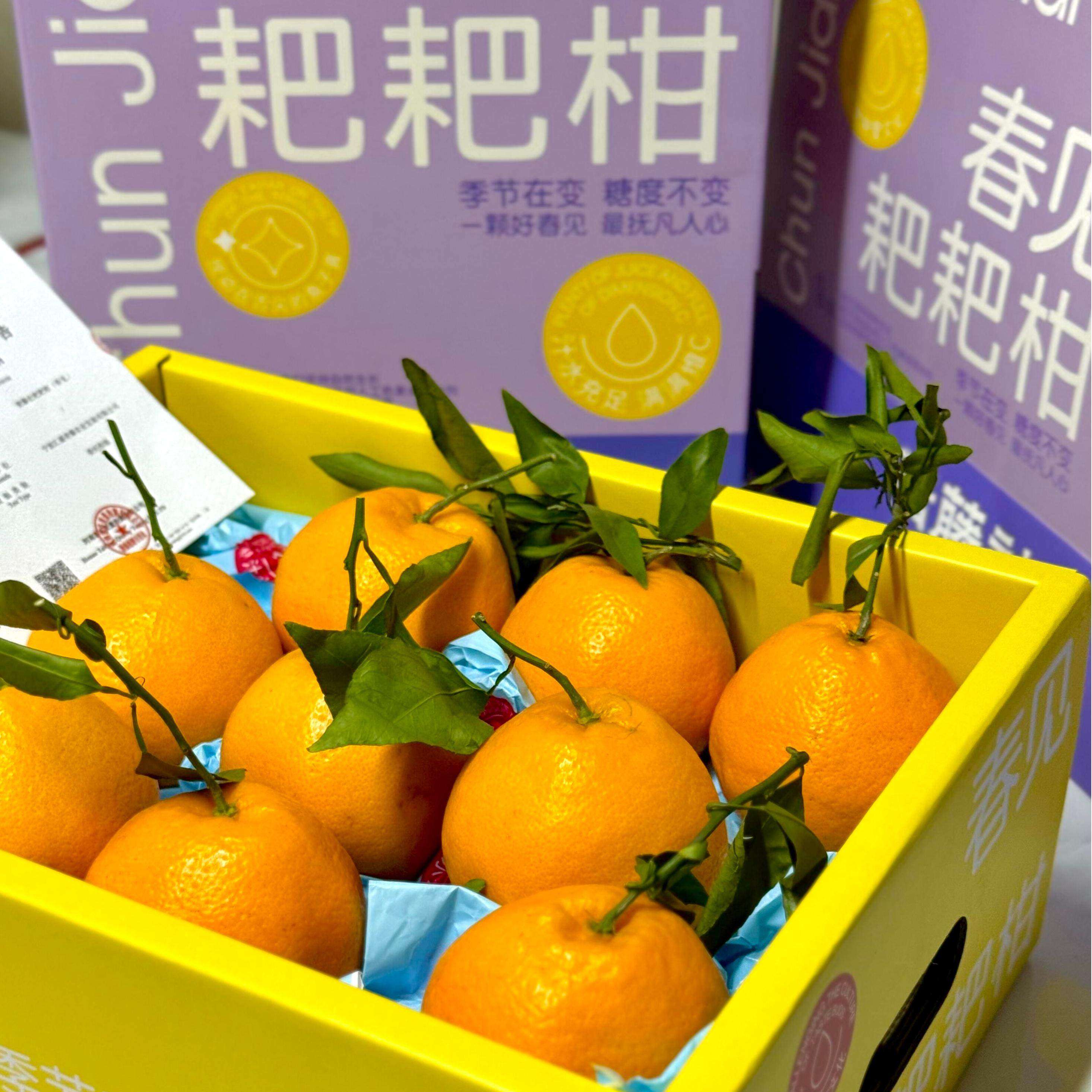 青藤社春见耙耙柑6斤礼盒装纯甜丑桔橘子新鲜当季水果顺丰,淘宝优惠券,粉丝福利购,淘宝优惠卷