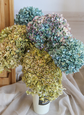 绣球永生花干花花束插花天然真花
