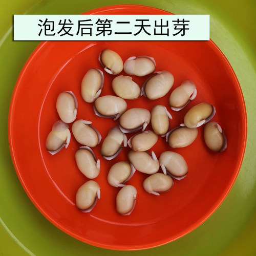 正宗云南白扁豆老品种农家自产小粒带黑边药食同源2斤新货打豆浆 - 图1