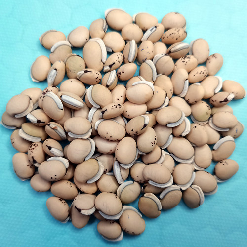 正宗云南白扁豆老品种农家自产小粒带黑边药食同源2斤新货打豆浆 - 图0