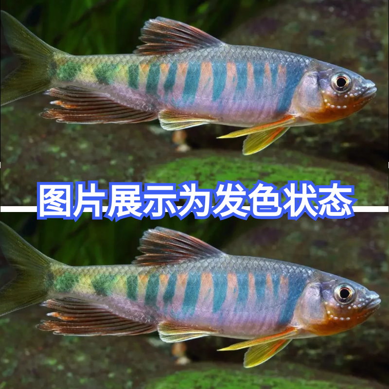 活体观赏鱼冷水鱼原生鱼长鳍鱲宽鳍鱲马口桃花鳑鲏溪流鱼不加温的-图0