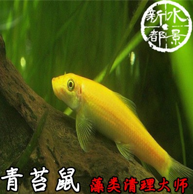 青苔鼠金苔鼠鱼观赏鱼花椒鼠清道夫鼠鱼鱼缸除藻鱼清洁鱼活体鱼包 - 图0