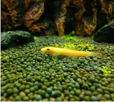青苔鼠金苔鼠鱼观赏鱼花椒鼠清道夫鼠鱼鱼缸除藻鱼清洁鱼活体鱼包 - 图2