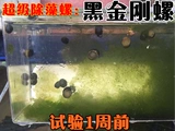 Луковая пчела капрала капрала черная короля Kong Snail Apple Solid Abalone Solid Orange Solites Solites Solits Solitrs Просмотр улитки