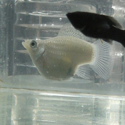 新手鱼胎生鱼玛丽鱼孔雀鱼米奇鱼月光鱼除油膜鱼观赏鱼活体鱼包邮