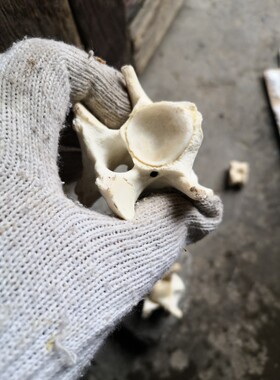 牛羊脊椎骨标本小爱心孔自然头骨装饰骨架玩具收藏拼装练手材料包