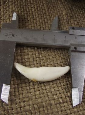 真5个一单牙吊坠动物牙项链2.5-3.5厘米男女运动物骨骼漂白可好孔