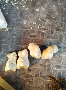 猪脚骨架结构研究制作摆件挂件拼装练习自然真品漂白杀菌一对真品