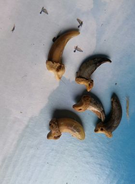 脚指甲骨标本项关节骨脖子饰品颈带手工编织配饰定制钩子牙汪汪