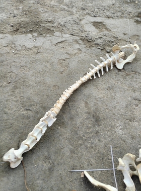 牛山羊脊椎骨标本完整一组脊柱标本医学研究饰品制作脊骼骨架拼装