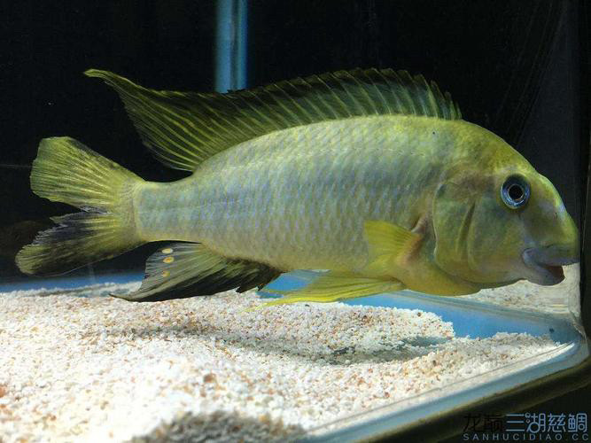 三湖慈鲷坦鲷绿龙王鲷龙王鲷热带鱼观赏鱼,淘宝优惠券,粉丝福利购,淘宝优惠卷