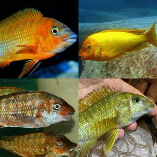 三湖慈鲷坦鲷绿龙王鲷龙王鲷热带鱼观赏鱼,淘宝优惠券,粉丝福利购,淘宝优惠卷