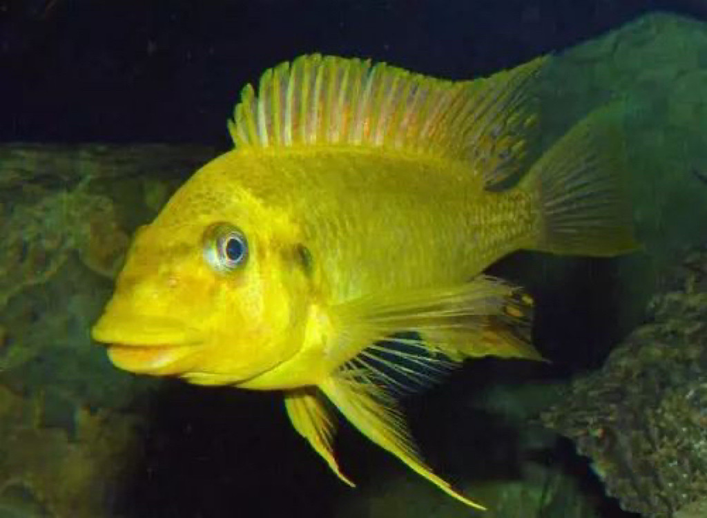 三湖慈鲷坦鲷绿龙王鲷龙王鲷热带鱼观赏鱼,淘宝优惠券,粉丝福利购,淘宝优惠卷