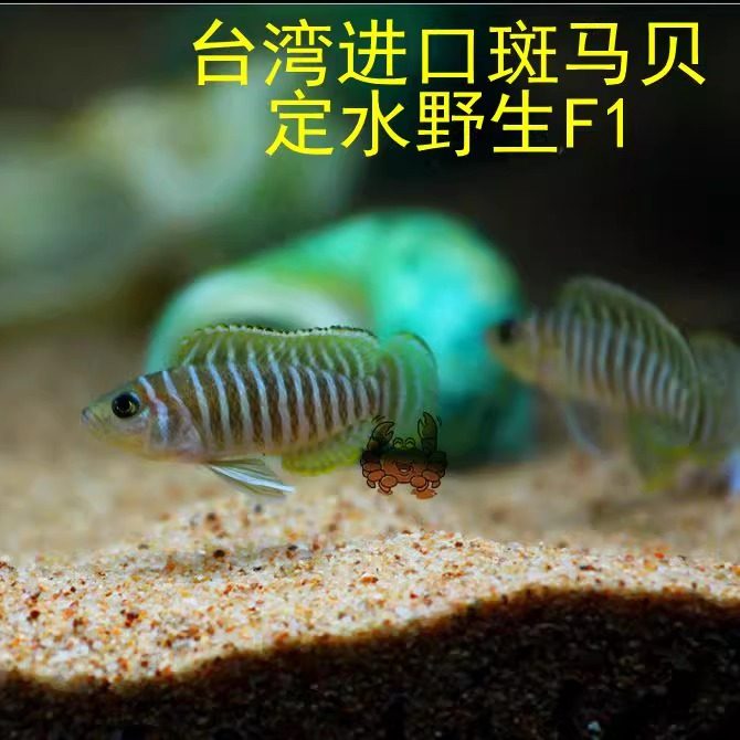 三湖慈鲷坦鲷卷贝斑马贝鱼黄帆鸟钻石贝黄金叮当活体鱼,淘宝优惠券,粉丝福利购,淘宝优惠卷