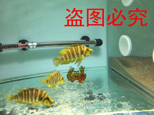 【冲冠特惠】德系三湖慈鲷坦鲷 橘子虎 橙虎 热带鱼 新品包活 - 图1
