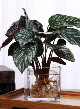 正方形水养植物花盆大号桌面摆件