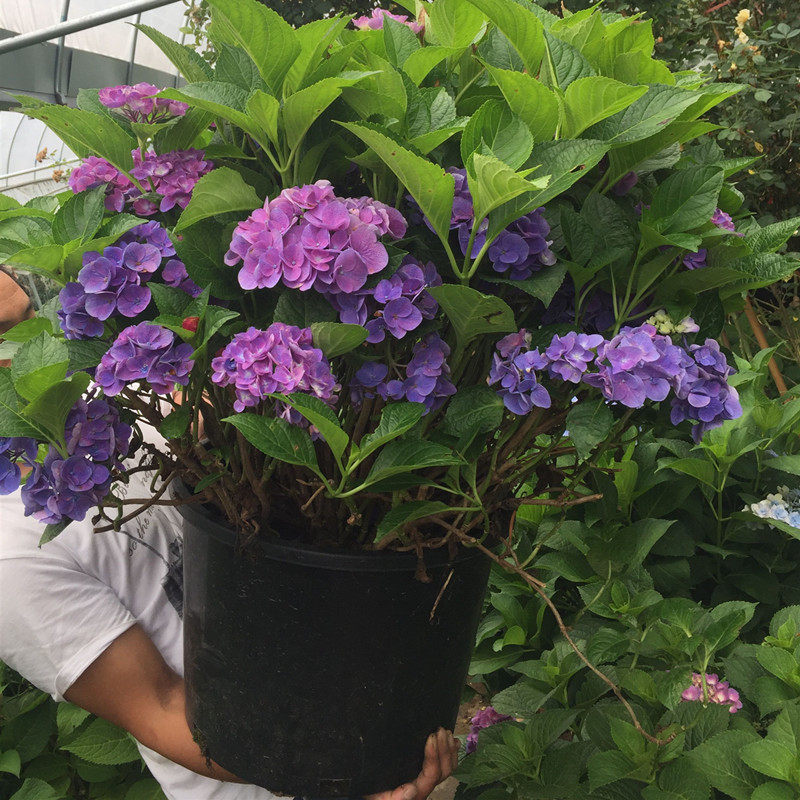 高杆大苗无尽夏绣球花苗四季一级老桩庭院阳台室外耐寒植物带盆栽 爱券网