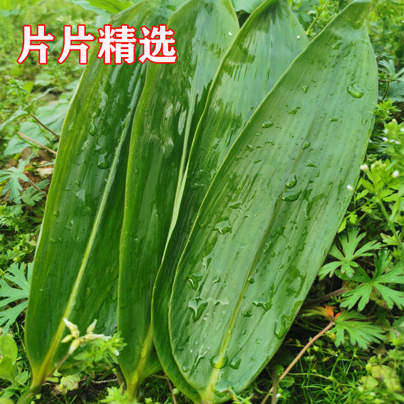 粽叶新鲜粽子叶免邮大号干家用竹叶包粽子的粽叶子特大码棕叶芦苇,淘宝优惠券,粉丝福利购,淘宝优惠卷