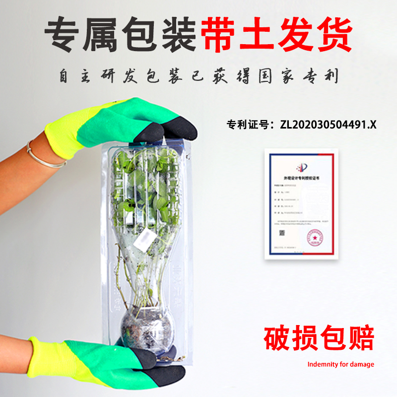 水果小黄瓜种苗旱嫁接高产大全大黄瓜春季四季盆栽蔬菜苗秧孑秧苗 - 图3