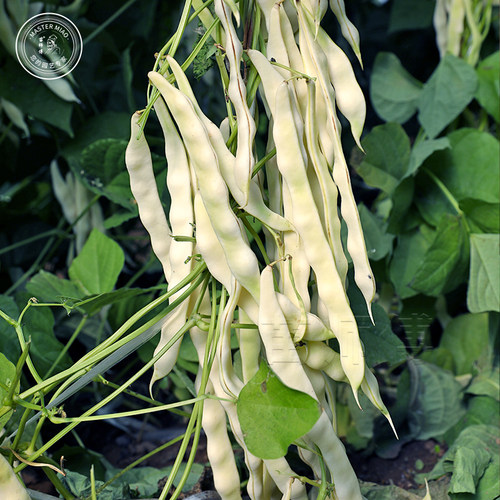 摘不败白不老豆角九粒白芸豆种子九粒红四季豆种籽架豆蔬菜苗孑 - 图2