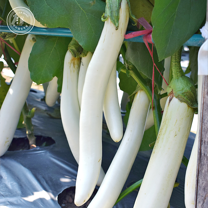 象牙白茄子种子种籽高产长茄嫁接春季四季盆栽蔬菜苗幼苗秧孑秧苗,淘宝优惠券,粉丝福利购,淘宝优惠卷