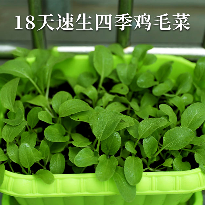 上海青菜种籽鸡毛菜种子秋季四季阳台盆栽小白菜油青菜蔬菜菜籽孑-图1