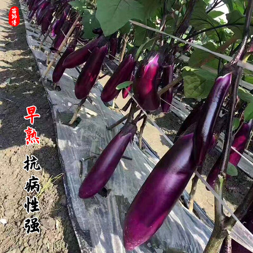 1619茄子种子种籽黑紫色嫁接长茄高产春季蔬菜苗秧孑秧苗带土种苗 - 图3