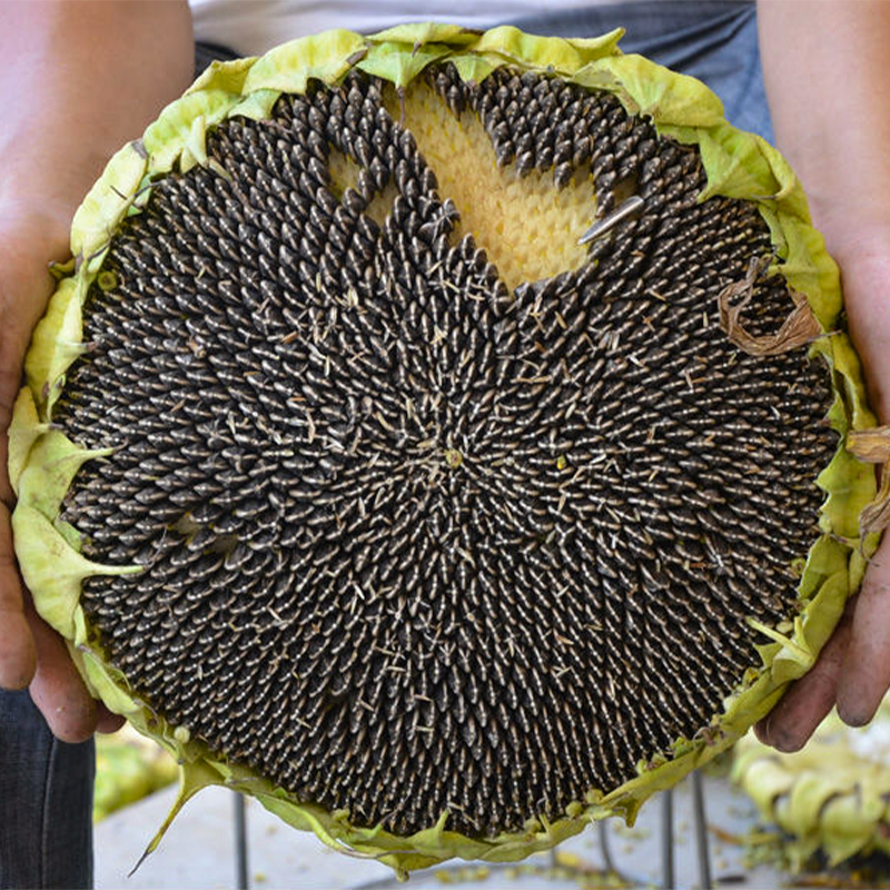 食用向日葵种子种籽高产矮葵花油葵种籽四季观赏盆栽幼苗孑籽种苗 - 图3