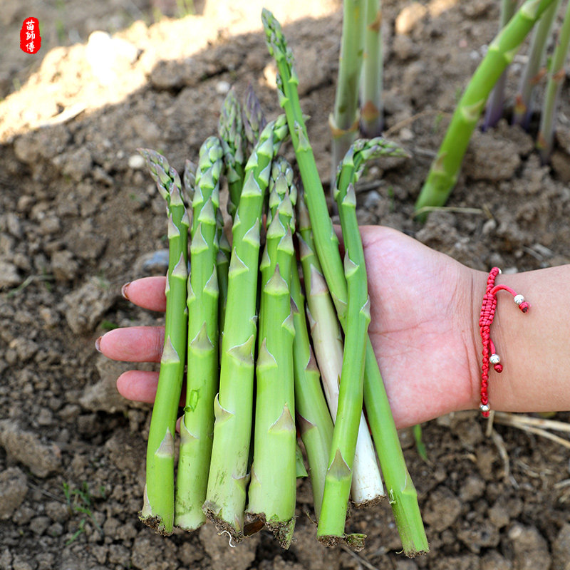 美国鹰牌绿芦笋种子种籽苗根紫色激情四季种植高产盆栽蔬菜种苗孑,淘宝优惠券,粉丝福利购,淘宝优惠卷