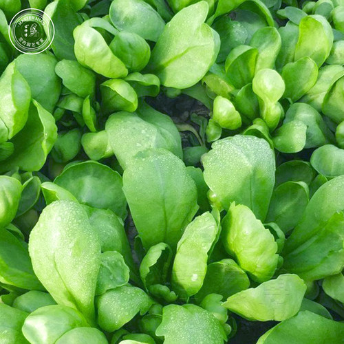 大叶小叶茼蒿种子青菜种籽皇帝菜蔬菜秋冬冬季四季种孑菜籽菜种 - 图3