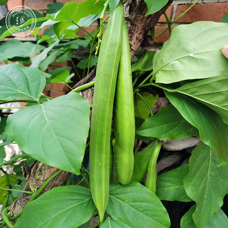 巨型豆角种子种籽大刀豆苗大粒特长红白刀豆四季盆栽蔬菜种苗种孑,淘宝优惠券,粉丝福利购,淘宝优惠卷