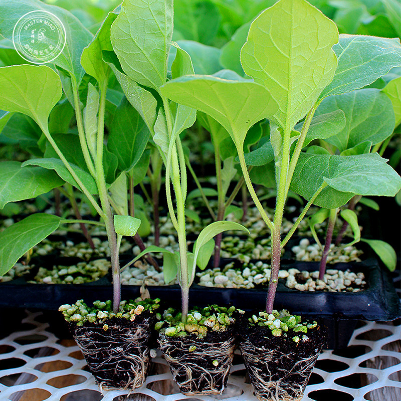 茄子苗绿长茄圆茄白烧烤茄秧四季蔬菜种子种籽秧苗菜苗孑大全嫁接,淘宝优惠券,粉丝福利购,淘宝优惠卷