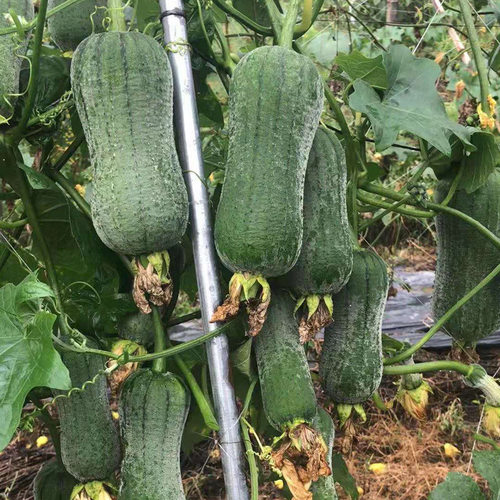 玉兔肉丝瓜种籽种子短棒丝瓜早熟耐热高产春季四季蔬菜苗孑种苗 - 图2