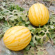 Extra large, early maturing and high yielding spring watermelon seeds