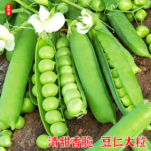 甜豌豆种子种籽甜脆豌豆苗种碗豌豆种甜豆四季豆长寿豆仁荚水果 - 图0