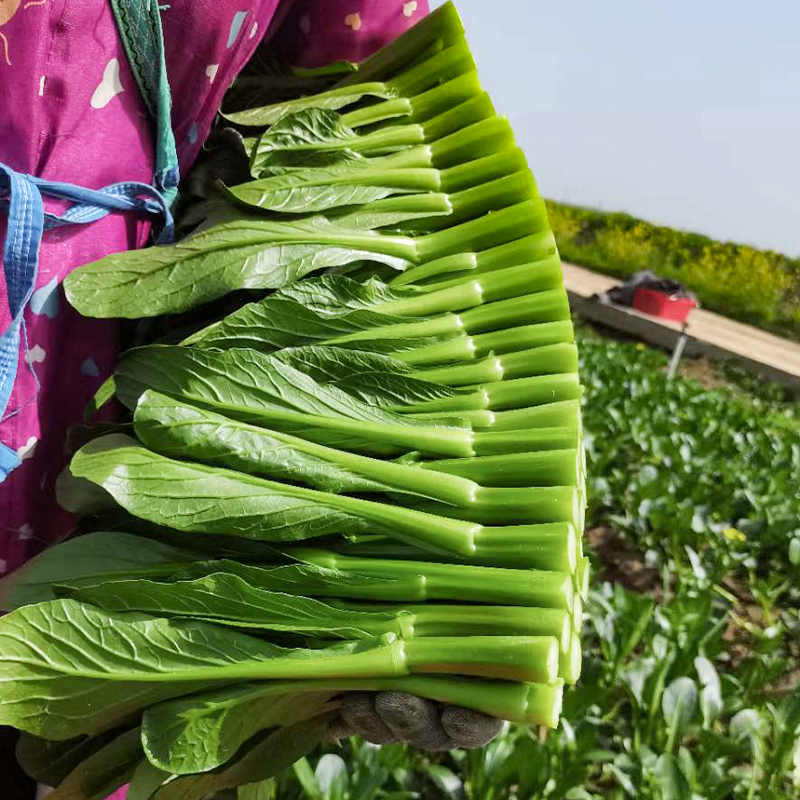 广东四九菜心种子种籽菜苔甜菜心春季四季蔬菜孑菜籽菜种秋季南方-图3