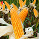 Zhengdan 958 nationally approved high-yielding field feed corn species