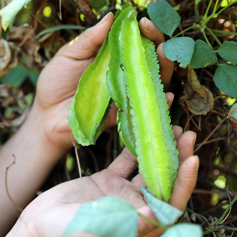 凌王F1四棱豆种子/种籽豆角苗 皇帝豆四角豆 高产四季蔬菜种苗孑,淘宝优惠券,粉丝福利购,淘宝优惠卷