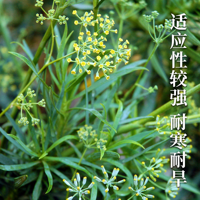 中柴2号胡柴种子中药材柴胡种籽山菜孑四季阳台盆栽野菜籽种_虎窝淘